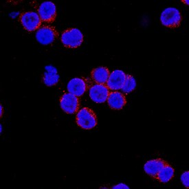 IFN-a2/IFNA2 antibody in Human PBMCs by Immunocytochemistry (ICC).