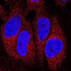 IFN-a2/IFNA2 antibody in HeLa Human Cell Line by Immunocytochemistry (ICC).