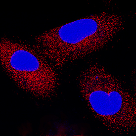 IFN-beta  antibody in A549 Human Cell Line by Immunocytochemistry (ICC).