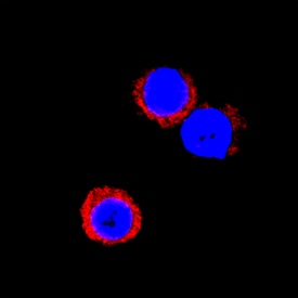 IFN-? antibody in Equine PBMCs by Immunocytochemistry (ICC).