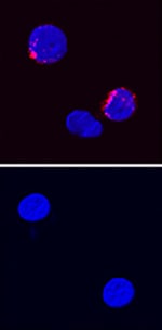 IFN-? antibody in Canine PBMCs by Immunocytochemistry (ICC).