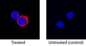 IGFBP-1 antibody in Canine PBMCs by Immunocytochemistry (ICC).
