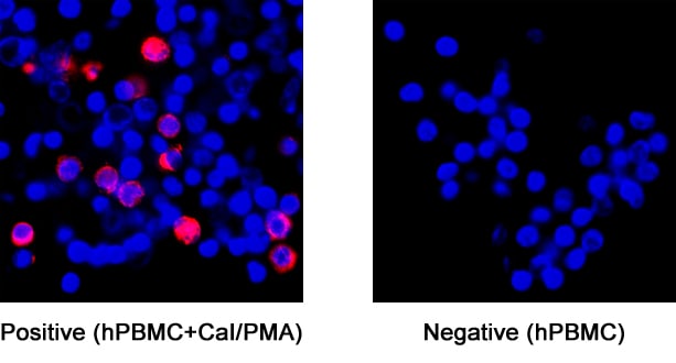 IFN-gamma antibody in Human peripheral blood mononuclear cells (PBMCs) by Immunocytochemistry (ICC).