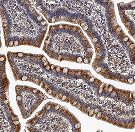 IFN-?4 antibody in Human Small Intestine by Immunohistochemistry (IHC-P).
