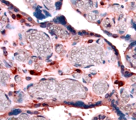 IGFBP-4 antibody in Human Placenta by Immunohistochemistry (IHC-P).
