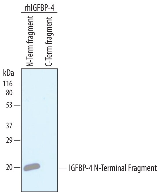 Detection of Human IGFBP-4 N-terminal Fragment antibody by Western Blot.