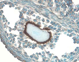 IGFBP‑5 antibody in Mouse Ovary by Immunohistochemistry (IHC-Fr).