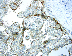 IGFBP-5 antibody in Human placenta by Immunohistochemistry (IHC-P).