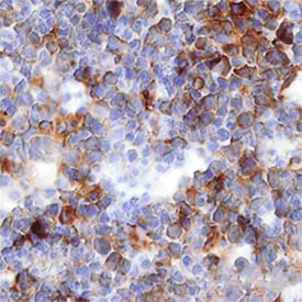 IGFBP-1 antibody in Mouse Embryo by Immunohistochemistry (IHC-Fr).