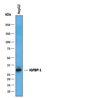 Detection of Human IGFBP-1 antibody by Western Blot.