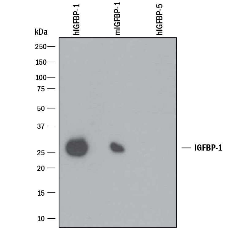 Detection of Recombinant Human and Mouse IGFBP-1 antibody by Western Blot.