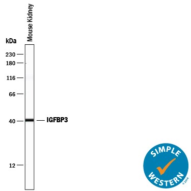 Detection of Mouse IGFBP-3 antibody by Simple WesternTM.