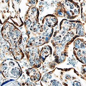 IGFBP-5 antibody in Human Placenta by Immunohistochemistry (IHC-P).