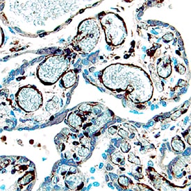 IGF-I/IGF-1 antibody in Human Placenta by Immunohistochemistry (IHC-P).