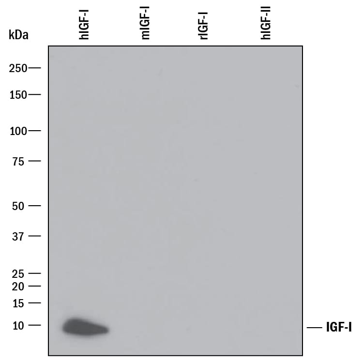 Detection of Recombinant Human IGF-I/IGF-1 antibody by Western Blot.