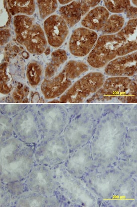 IGSF4C/SynCAM4 antibody in Human Kidney by Immunohistochemistry (IHC-P).