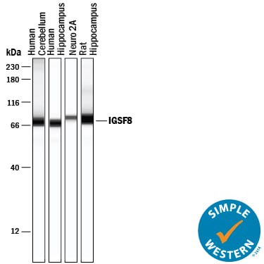 Detection of Human, Mouse, and Rat IGSF8/CD316 antibody by Simple WesternTM.