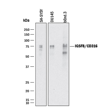 Detection of Human and Mouse IGSF8/CD316 antibody by Western Blot.