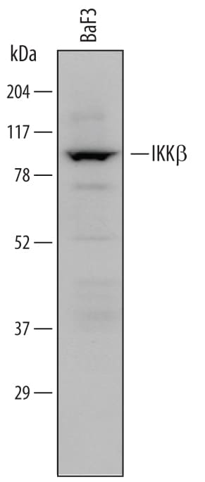 Detection of Mouse IKK beta  antibody by Western Blot.