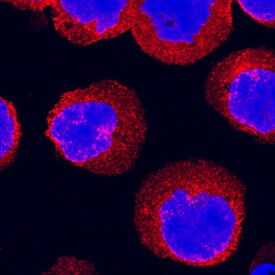 IKKe antibody in Ramos Human Cell Line by Immunocytochemistry (ICC).