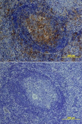 IL-10 antibody in Human Tonsil by Immunohistochemistry (IHC-P).