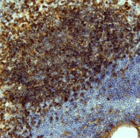 IL-12/IL-35 p35 antibody in Mouse Spleen by Immunohistochemistry (IHC-Fr).