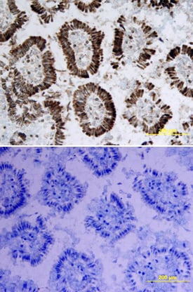 IL-15 antibody in Mouse Intestine by Immunohistochemistry (IHC-Fr).