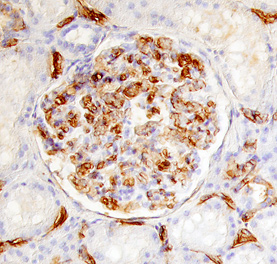 IL‑17 RD/SEF antibody in Human Kidney by Immunohistochemistry (IHC-P).