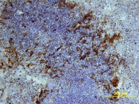 IL-1 beta /IL-1F2 antibody in Mouse Thymus by Immunohistochemistry (IHC-Fr).