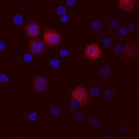 IL-1 beta /IL-1F2 antibody in Human PBMCs by Immunocytochemistry (ICC).