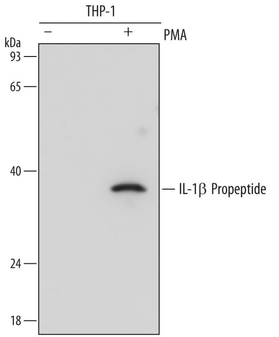 Detection of Human IL-1 beta /IL-1F2 Propeptide antibody by Western Blot.