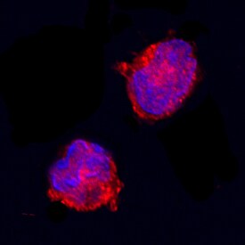IL-1ra/IL-1F3 antibody in Equine PBMCs by Immunocytochemistry (ICC).