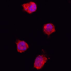 IL-1ra/IL-1F3 antibody in Porcine PBMCs by Immunocytochemistry (ICC).