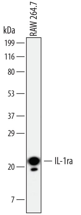 Detection of Mouse IL-1ra/IL-1F3 antibody by Western Blot.