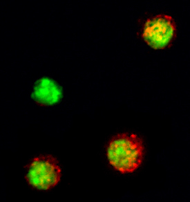 IL‑21 antibody in Mouse Splenocytes by Immunocytochemistry (ICC).