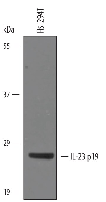 Detection of Human IL-23 p19 antibody by Western Blot.