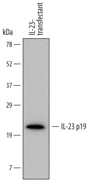 Detection of Human IL-23 p19 antibody by Western Blot.