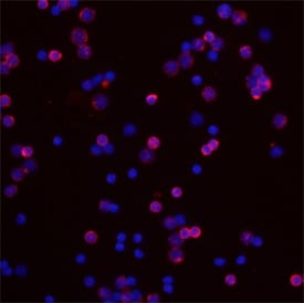 IL-24 antibody in Mouse Splenocytes by Immunocytochemistry (ICC).