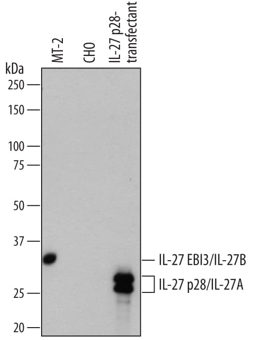 Detection of Human IL-27 antibody by Western Blot.