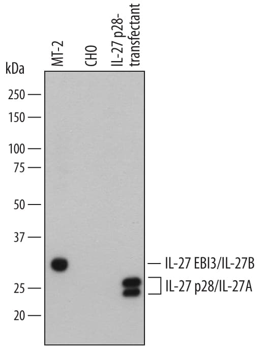 Detection of Human IL-27 antibody by Western Blot.