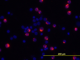 IL‑2 antibody in Human PBMCs by Immunocytochemistry (ICC).