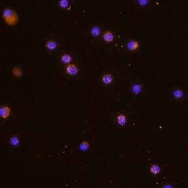 IL-32a antibody in Human PBMCs by Immunocytochemistry (ICC).