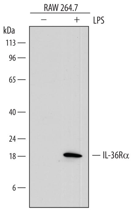 Detection of Mouse IL-36Ra/IL-1F5 antibody by Western Blot.