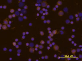 IL-4 antibody in Equine PBMCs by Immunocytochemistry (ICC).