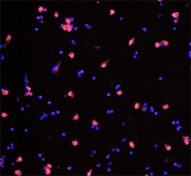 IL-4 antibody in Porcine PBMCs by Immunocytochemistry (ICC).