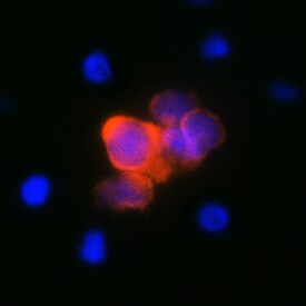 IL-4 antibody in Bovine PBMCs by Immunocytochemistry (ICC).