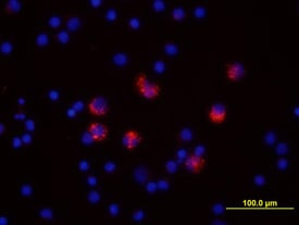 IL-6 antibody in Human PBMCs by Immunocytochemistry (ICC).