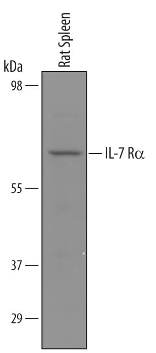 Detection of Rat IL-7 Ra/CD127 antibody by Western Blot.