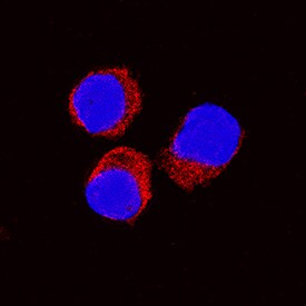 IL-10 antibody in Equine PBMCs by Immunocytochemistry (ICC).