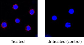 IL-10 antibody in Porcine PBMCs by Immunocytochemistry (ICC).